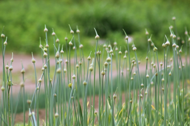 ニンニクの花芽