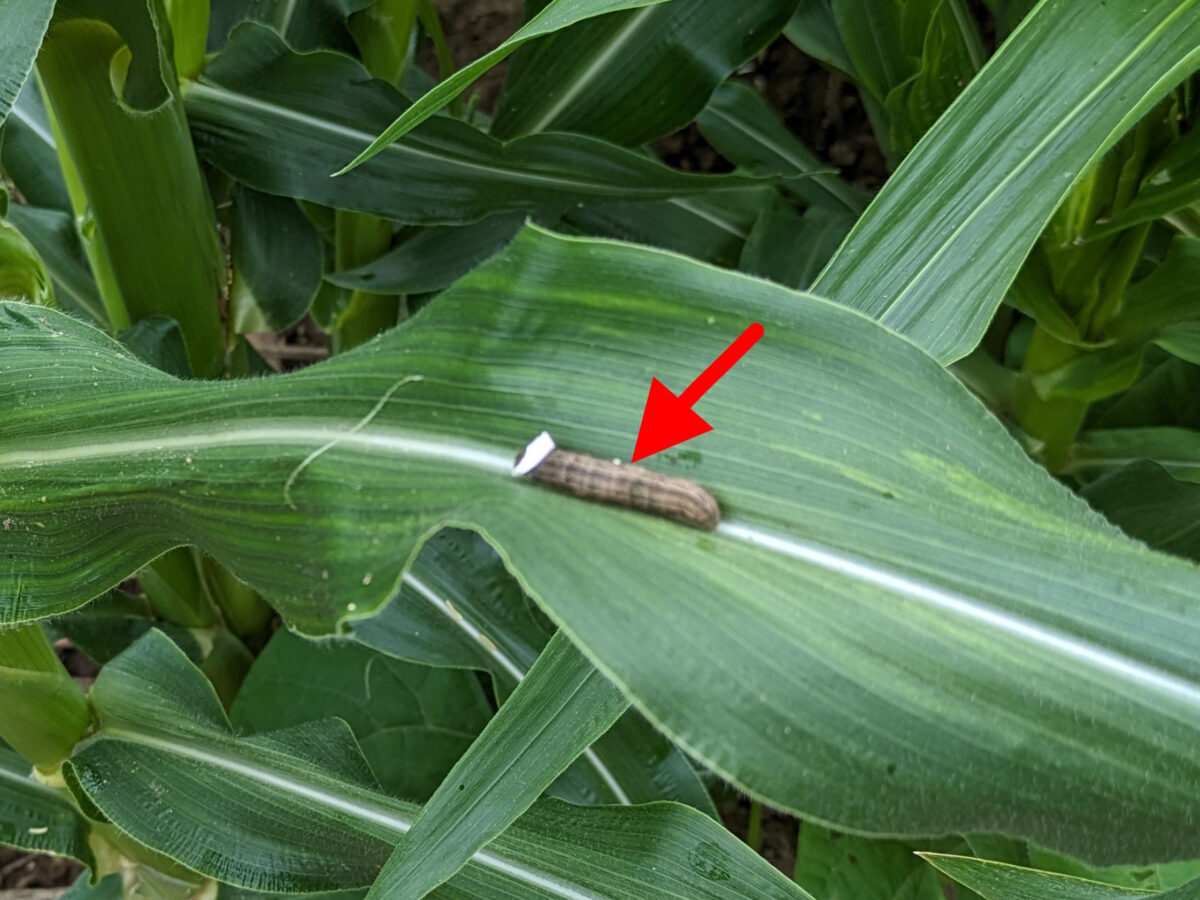トウモロコシとエダマメの混植効果!成長促進&害虫対策の秘訣