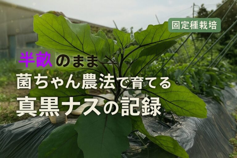 半畝は発酵のまま——菌ちゃん農法で育てる真黒ナスの記録